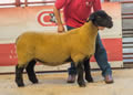 Lot 25 top price female 4000 gns gimmer from the Solwaybank pen_